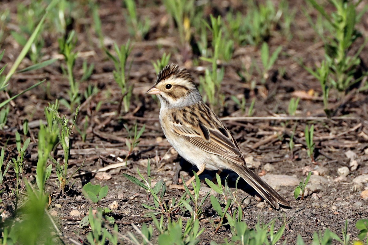 Clay-colored Sparrow - Rita Flohr