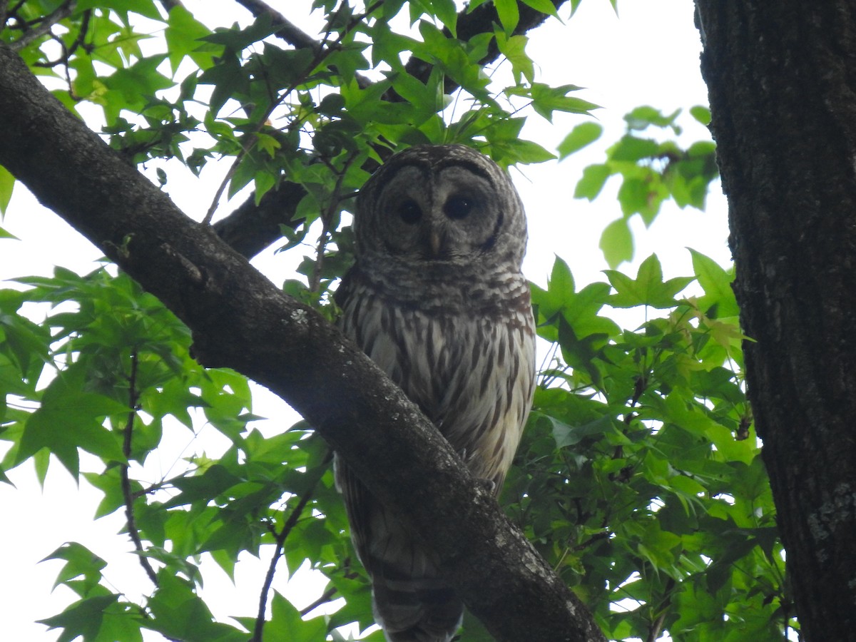 Barred Owl - Emily Lange