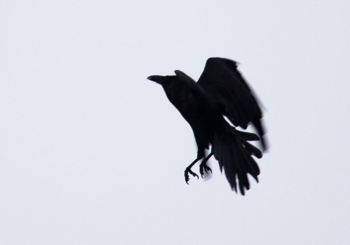 Common Raven - ML618930428