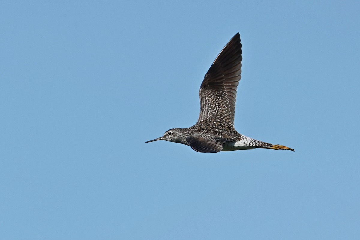 Lesser Yellowlegs - Anonymous