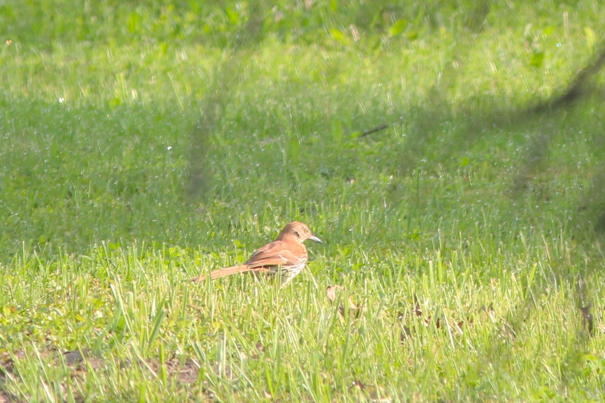 Brown Thrasher - Anthony  Popiel