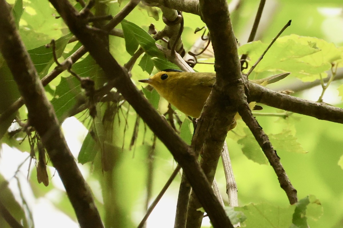 Wilson's Warbler - ML618930450