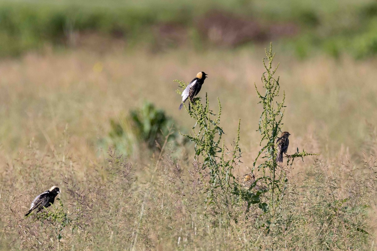 Bobolink - ML618930462