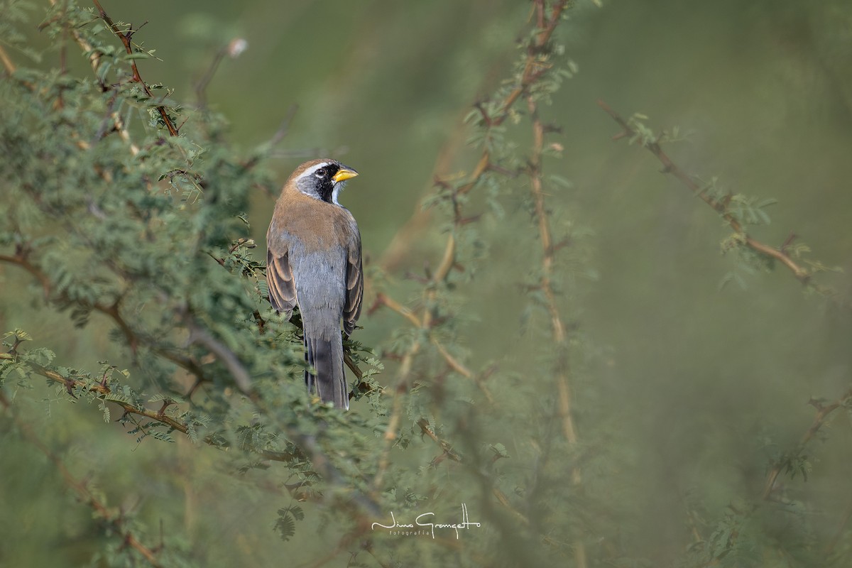 Many-colored Chaco Finch - Aldo Grangetto