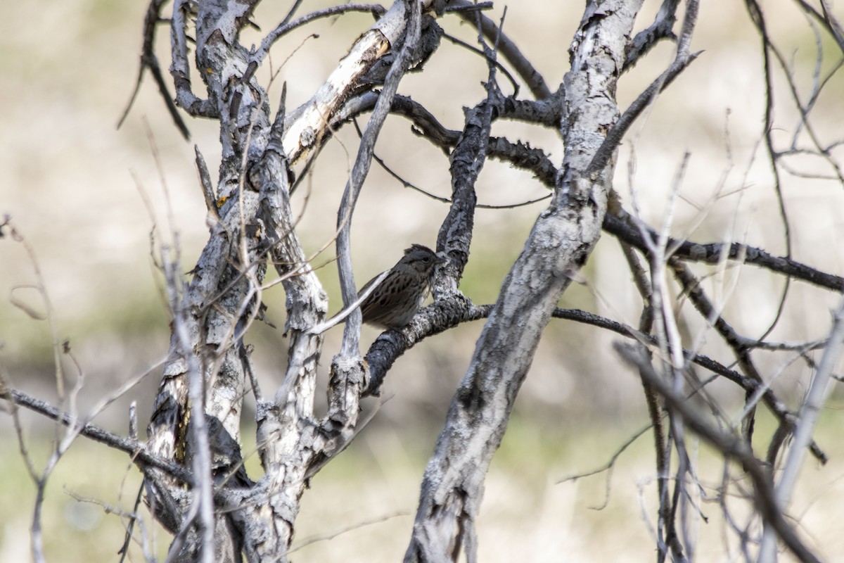 Lincoln's Sparrow - Daniel Martin