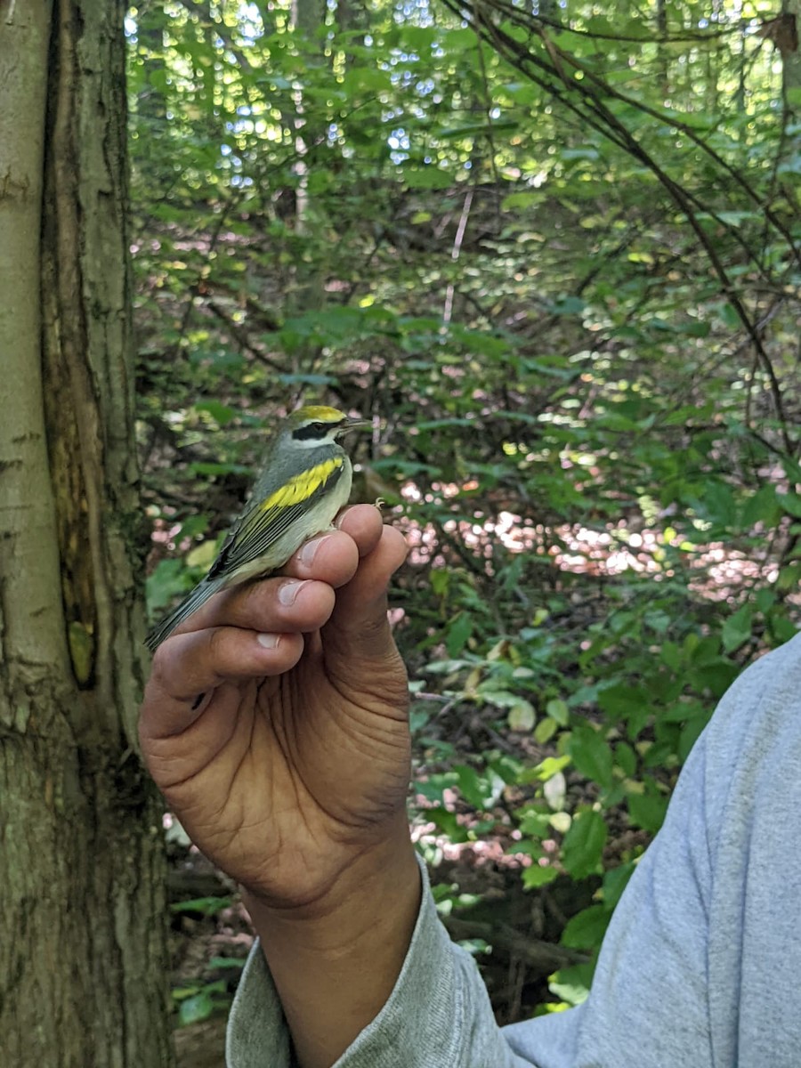 Golden-winged Warbler - Merijn van den Bosch