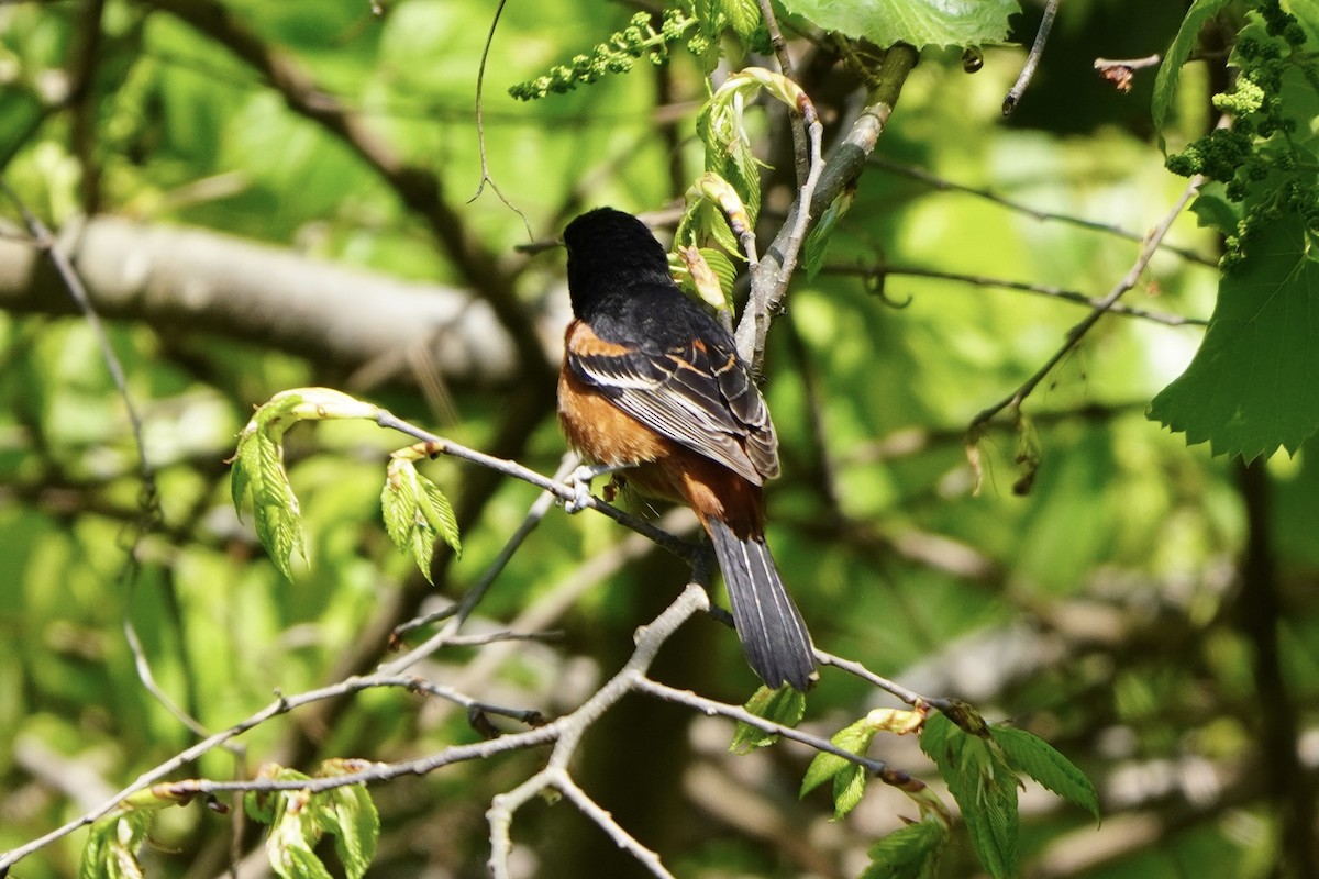 Orchard Oriole - Greg Hertler