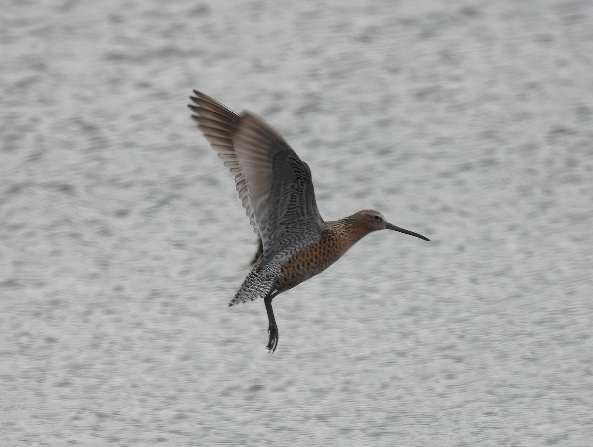 Short-billed Dowitcher - ML618930551