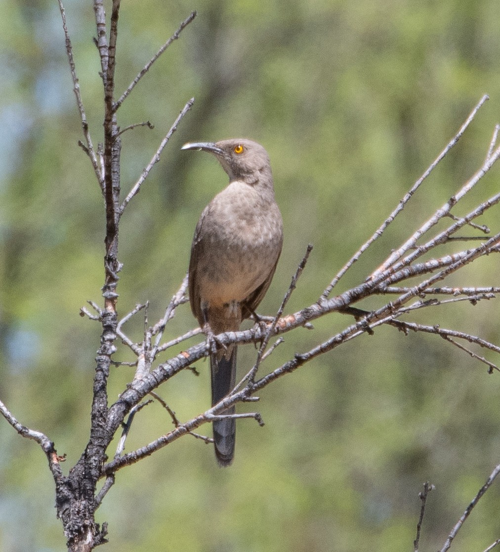 Curve-billed Thrasher - Dennis Utterback