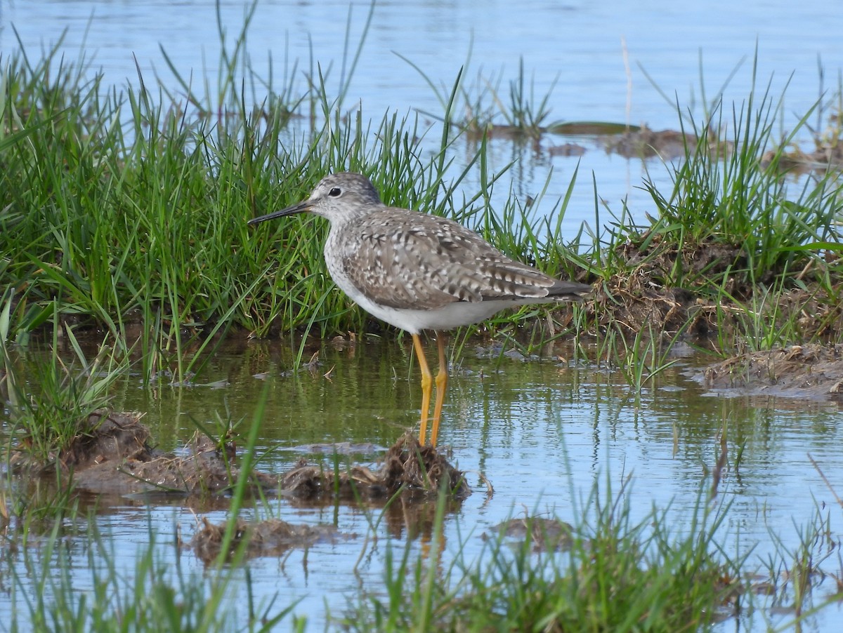 Lesser Yellowlegs - ML618930563