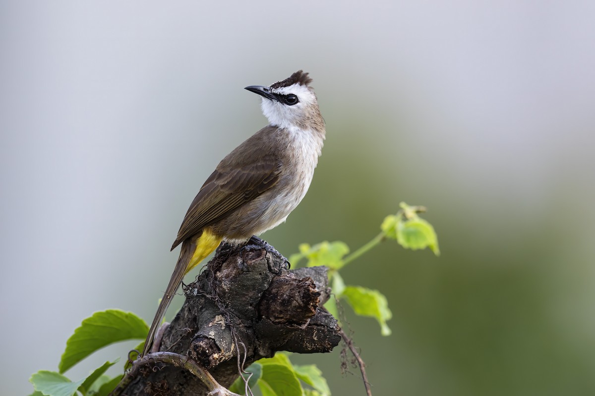 Yellow-vented Bulbul - Se Chea