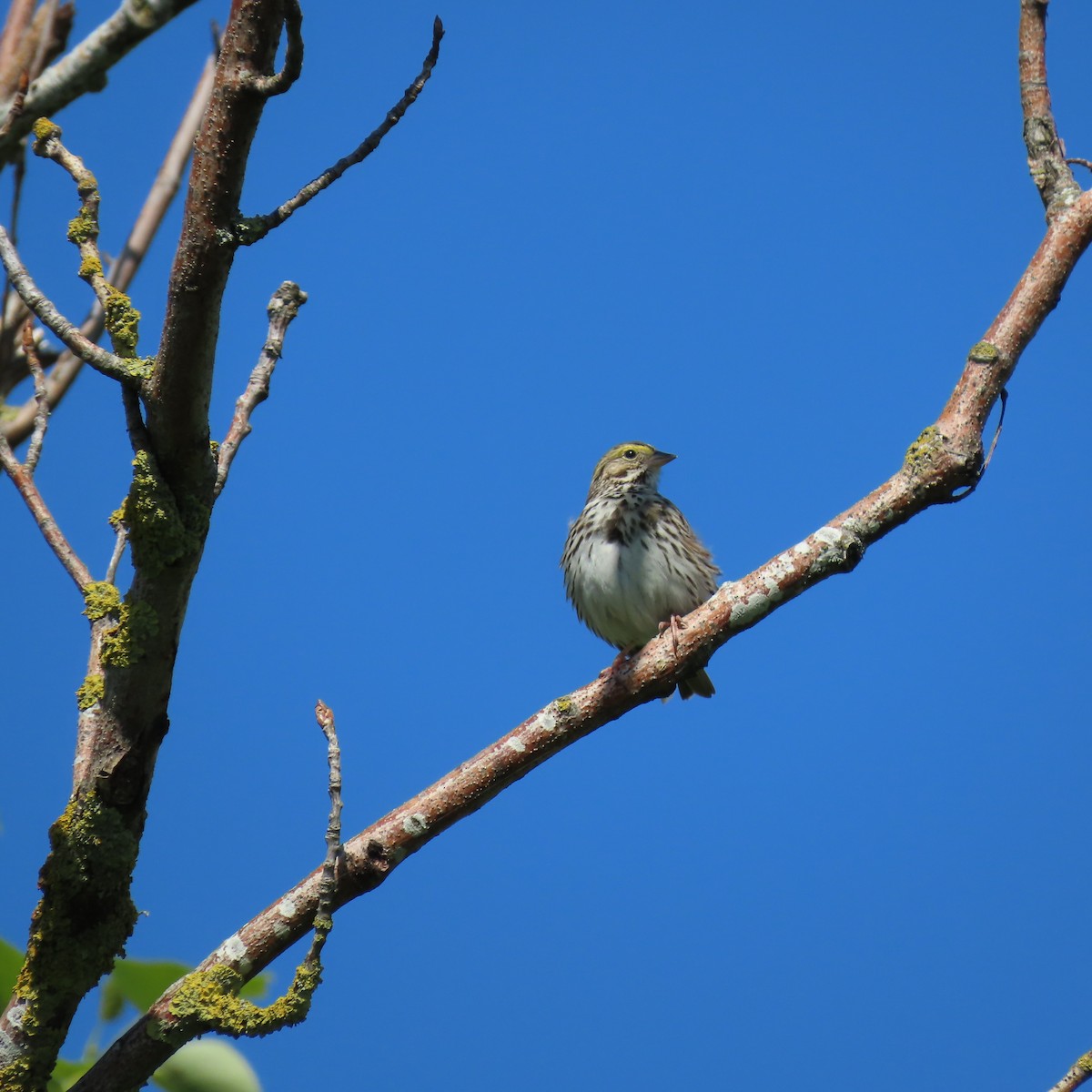 Savannah Sparrow - ML618930575