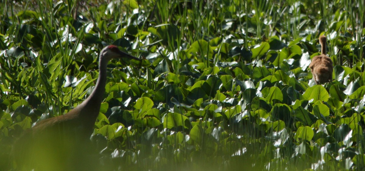 Sandhill Crane - ML618930611