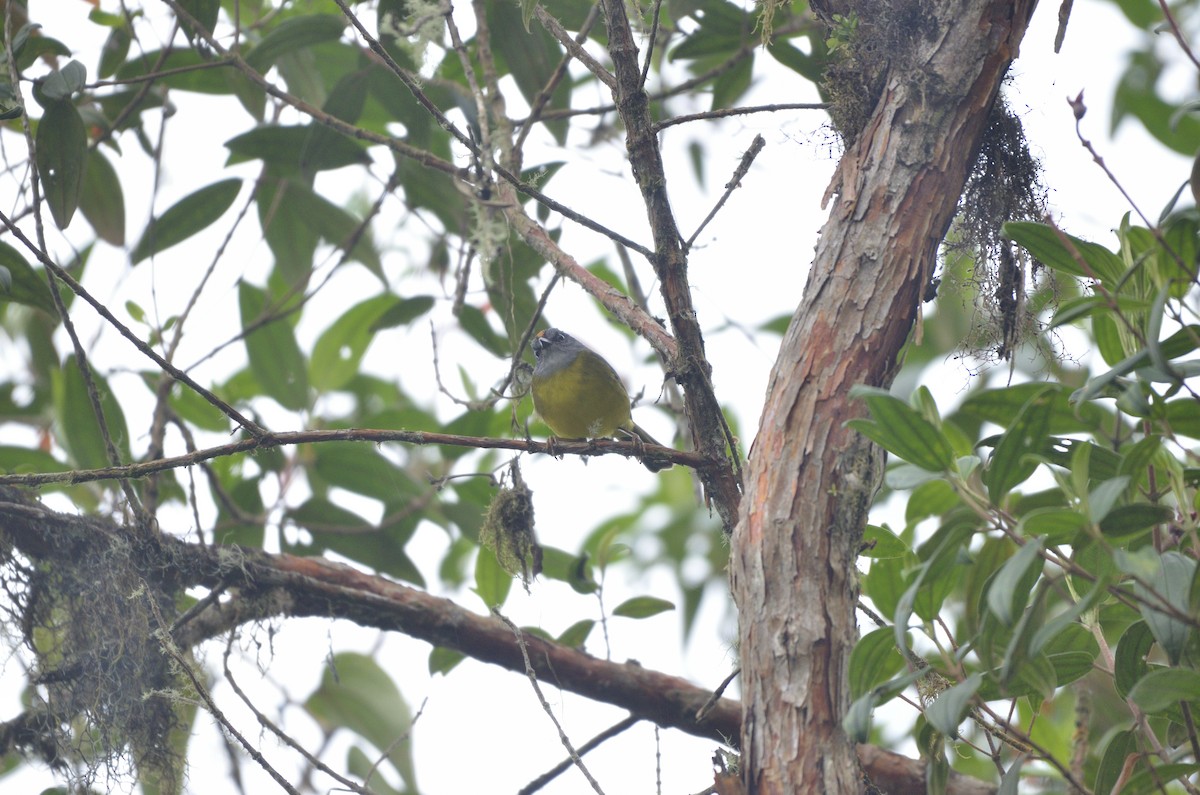 Russet-crowned Warbler - Yersson Herrera