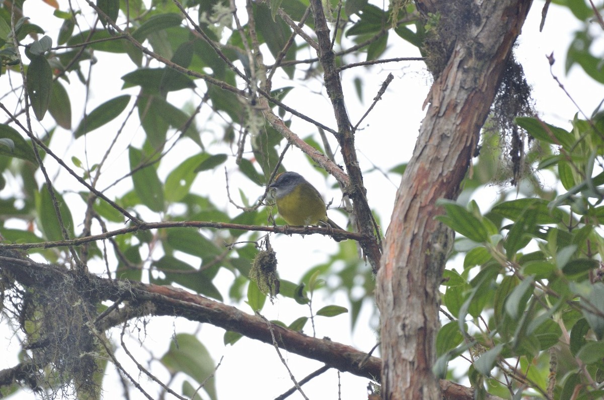 Russet-crowned Warbler - Jose Cortes