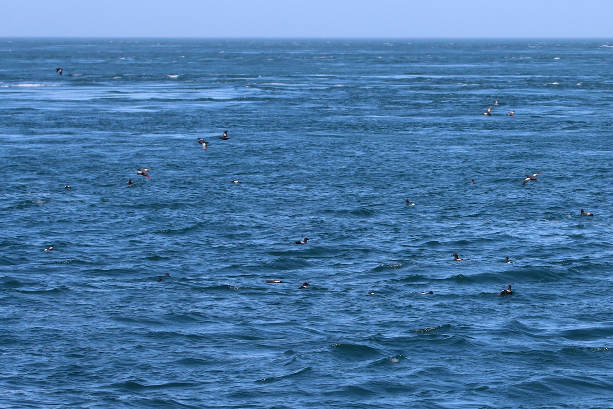 Pigeon Guillemot - ML618930659