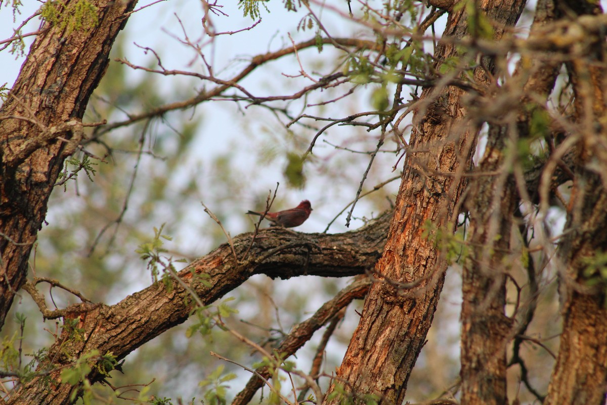 Purple Finch - ML618930688