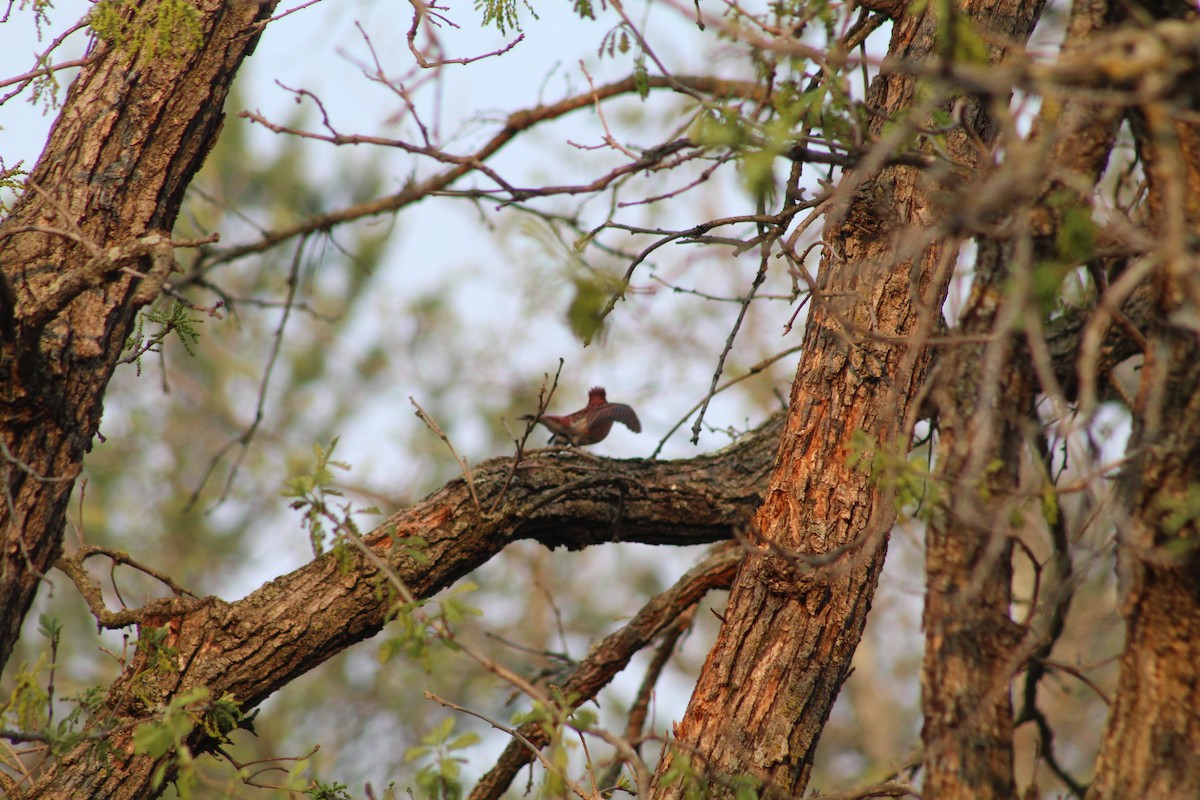 Purple Finch - ML618930689