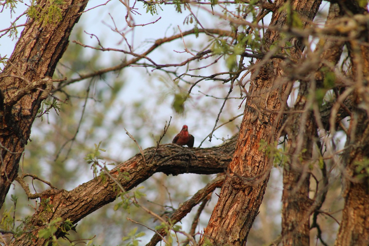 Purple Finch - ML618930691