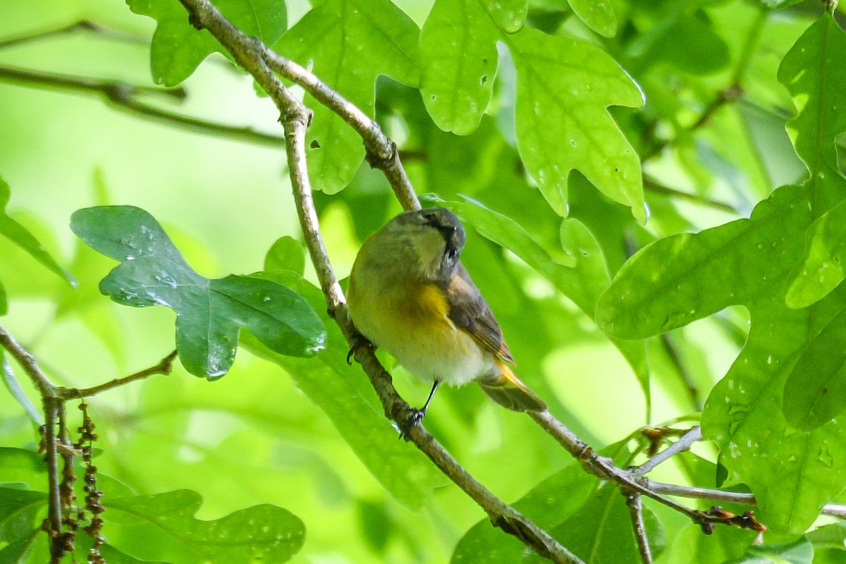 American Redstart - Beth and Dan Fedorko