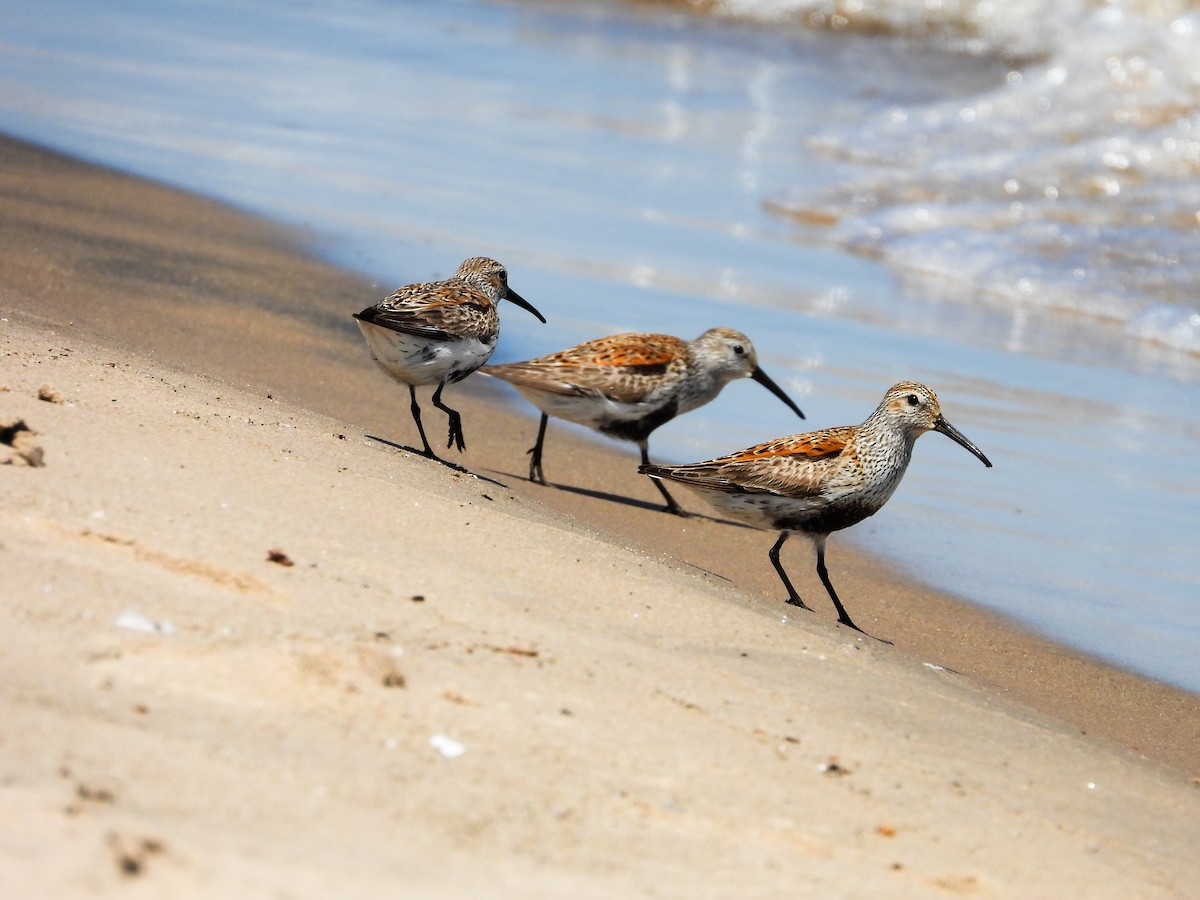 Dunlin - Haley Gottardo