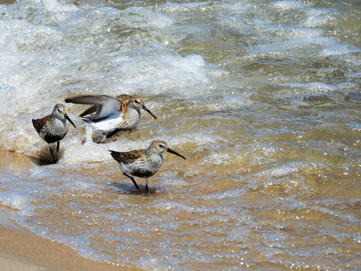 Dunlin - Haley Gottardo