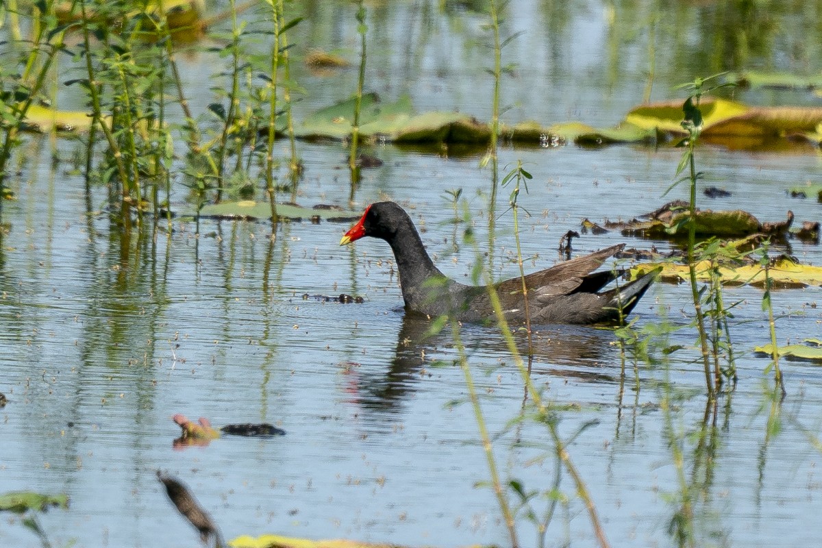 Common Gallinule - Slawomir Dabrowski