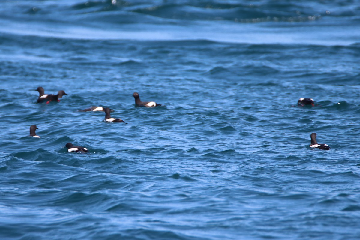 Pigeon Guillemot - Daniel Donnecke