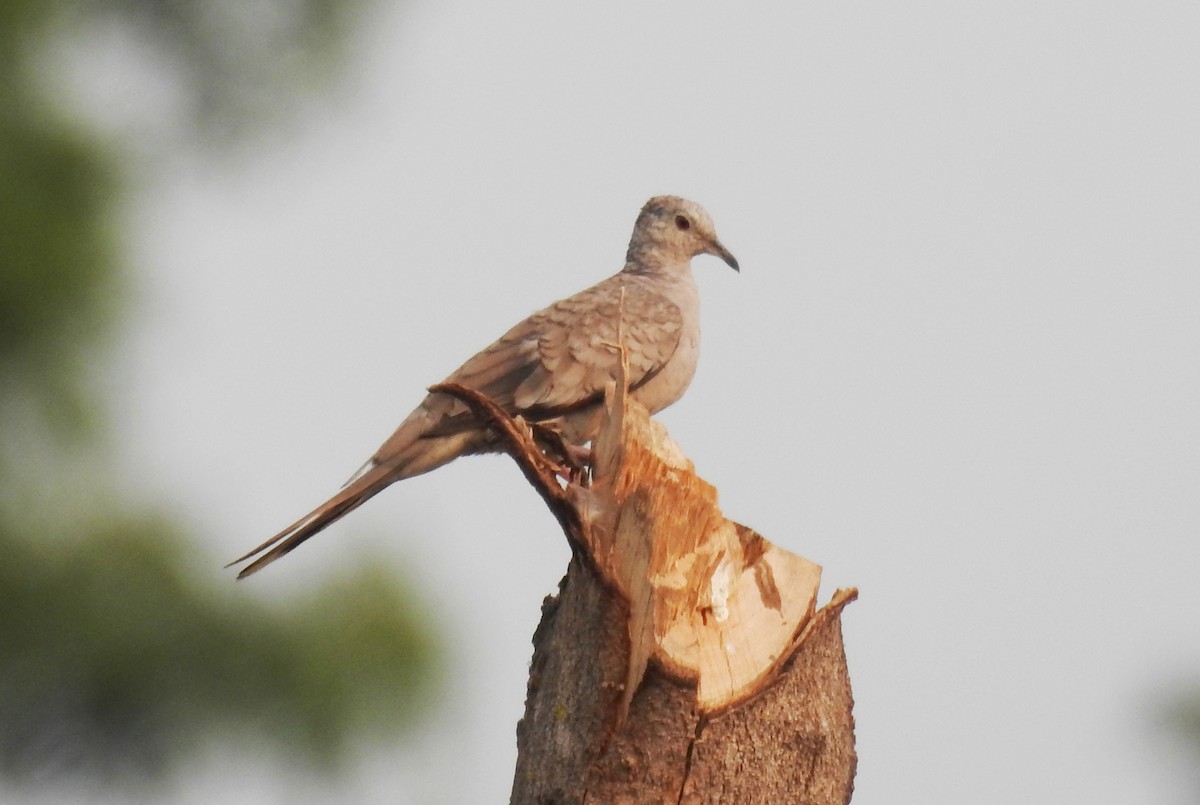 Inca Dove - Pablo Bedrossian