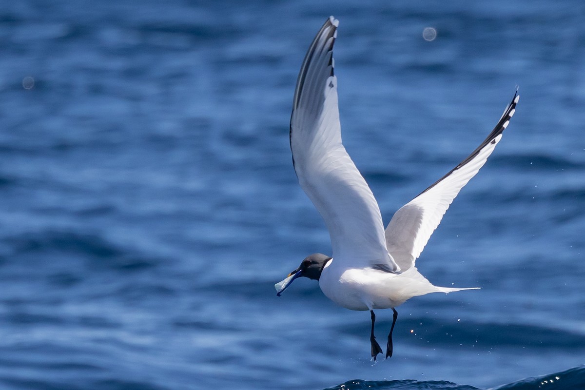 Sabine's Gull - Roger Adamson