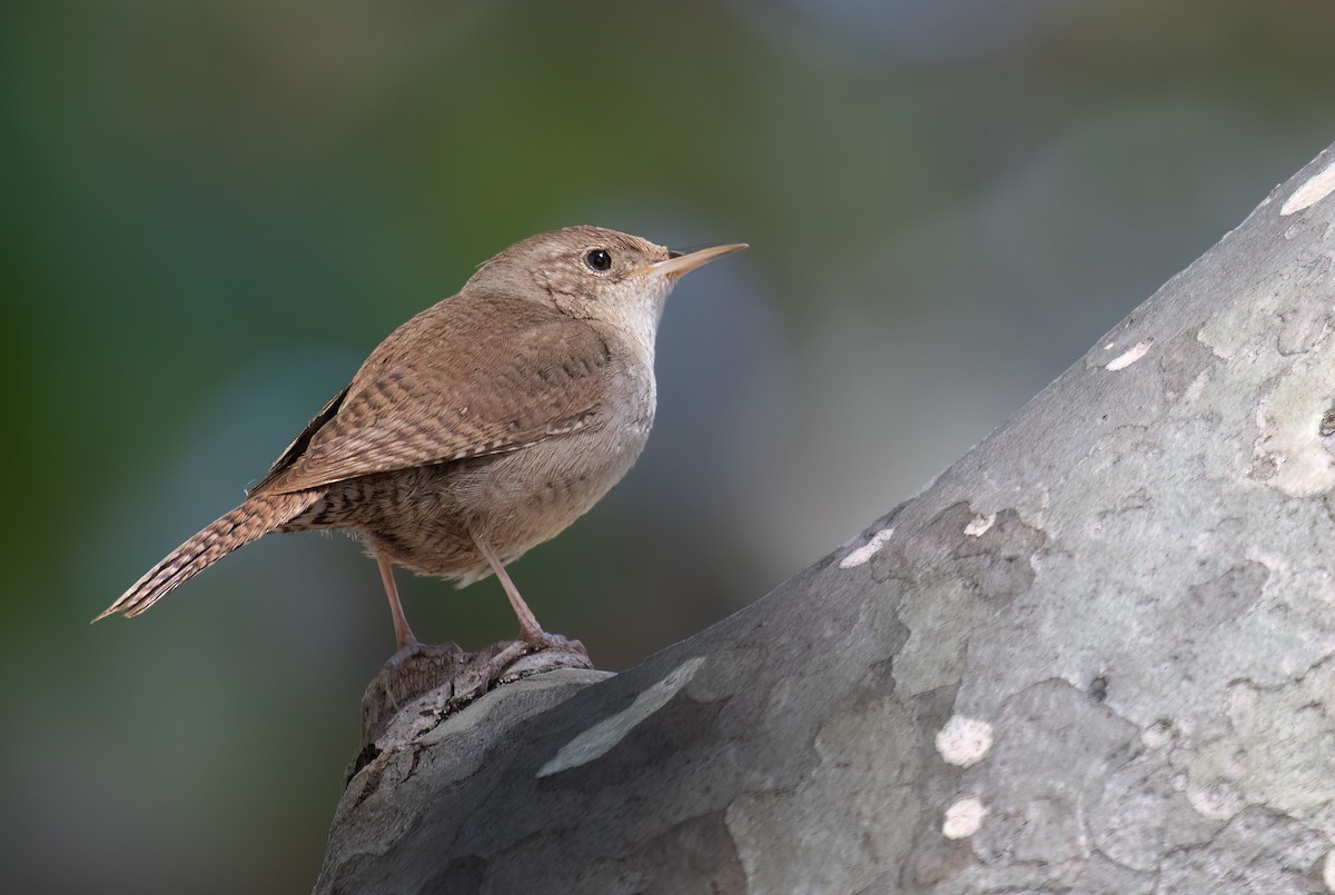 House Wren - Cindy Croissant