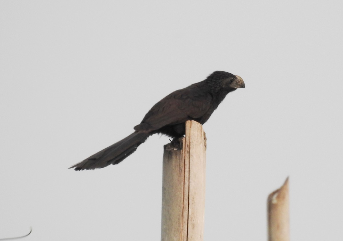 Groove-billed Ani - Pablo Bedrossian