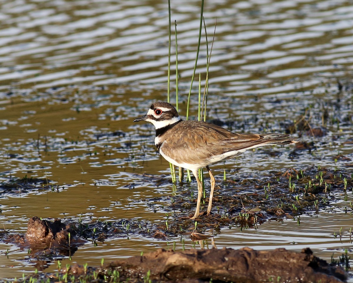 Killdeer - Marceline VandeWater