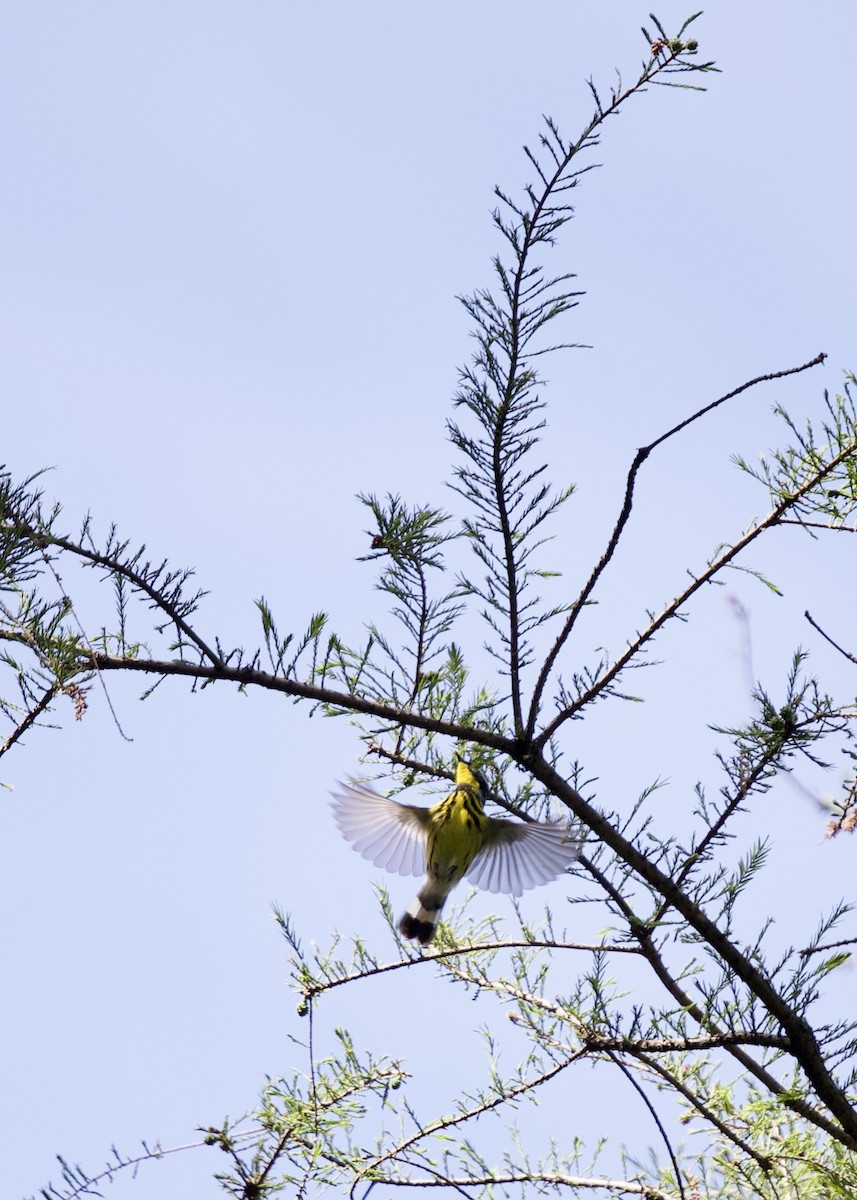 Magnolia Warbler - Bhima Aryateja