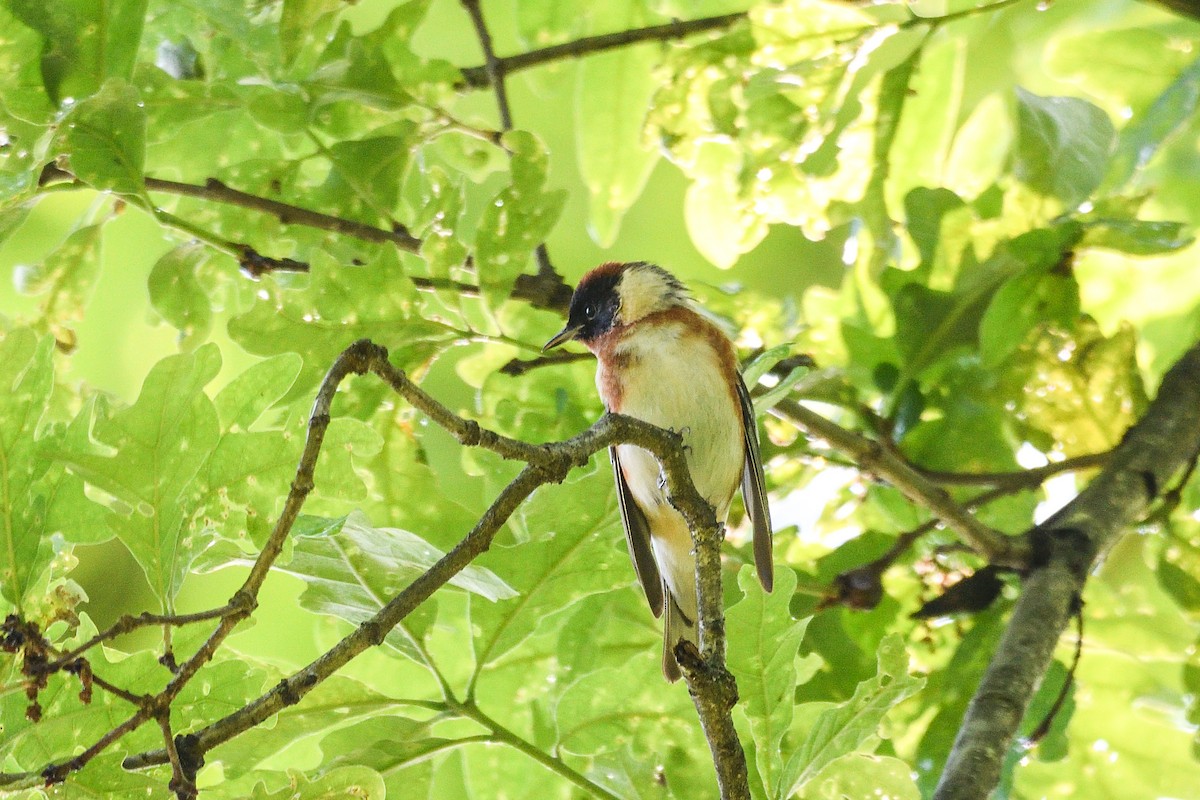 Bay-breasted Warbler - Beth and Dan Fedorko