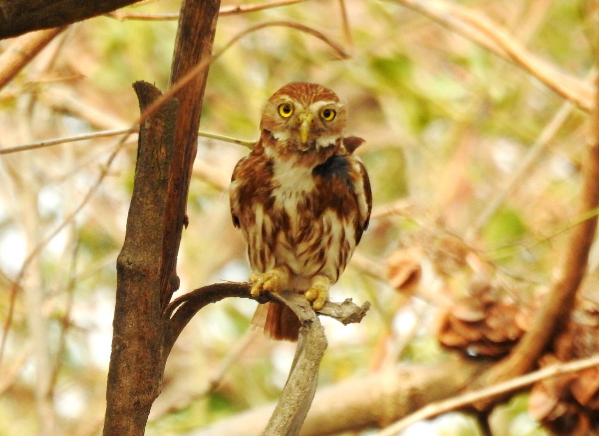 Ferruginous Pygmy-Owl - Pablo Bedrossian