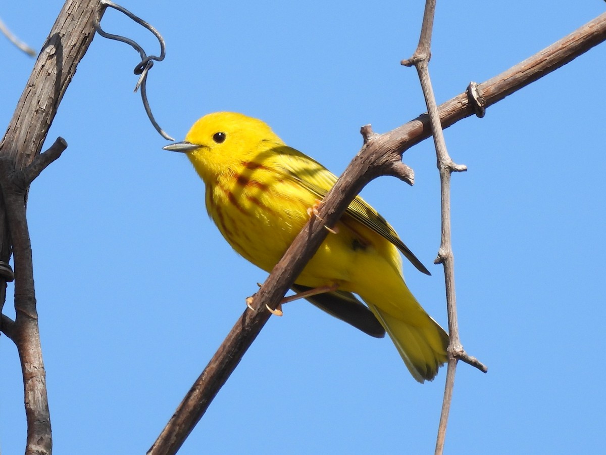 Yellow Warbler - ML618930834