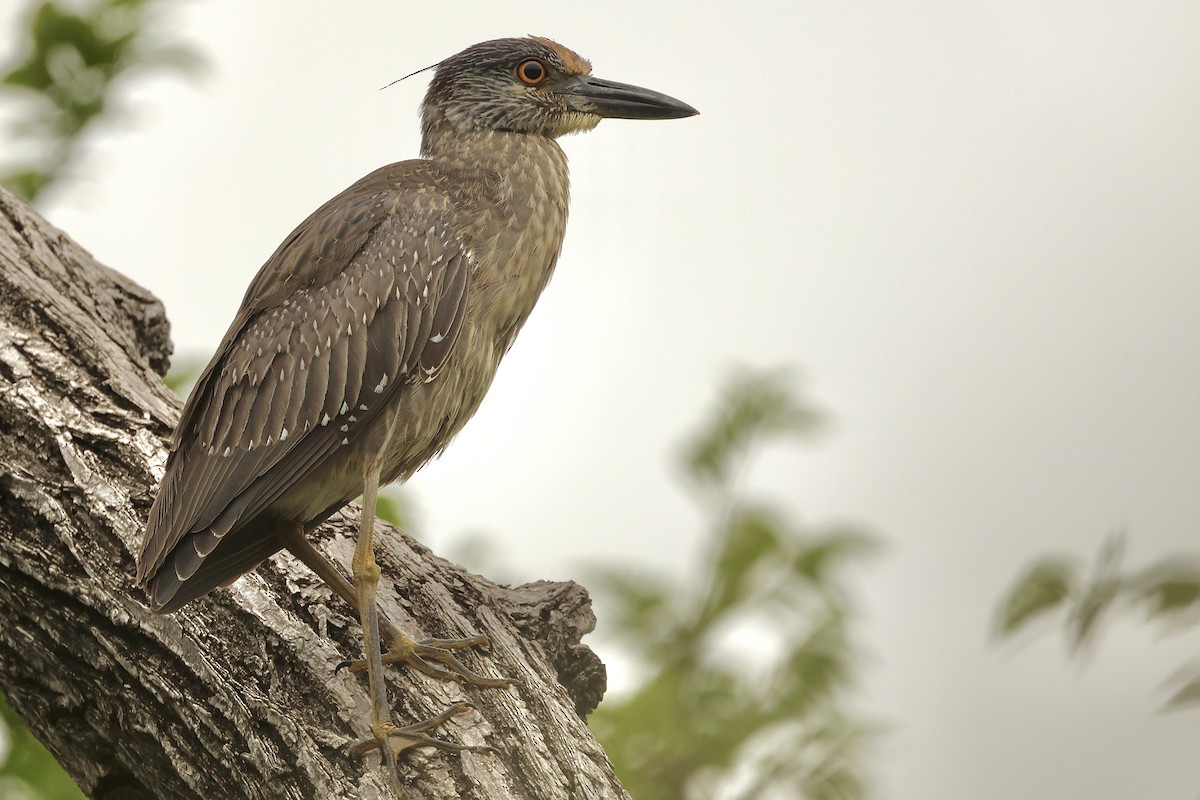 Yellow-crowned Night Heron - ML618930848