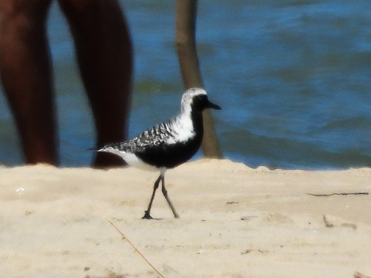 Black-bellied Plover - Haley Gottardo