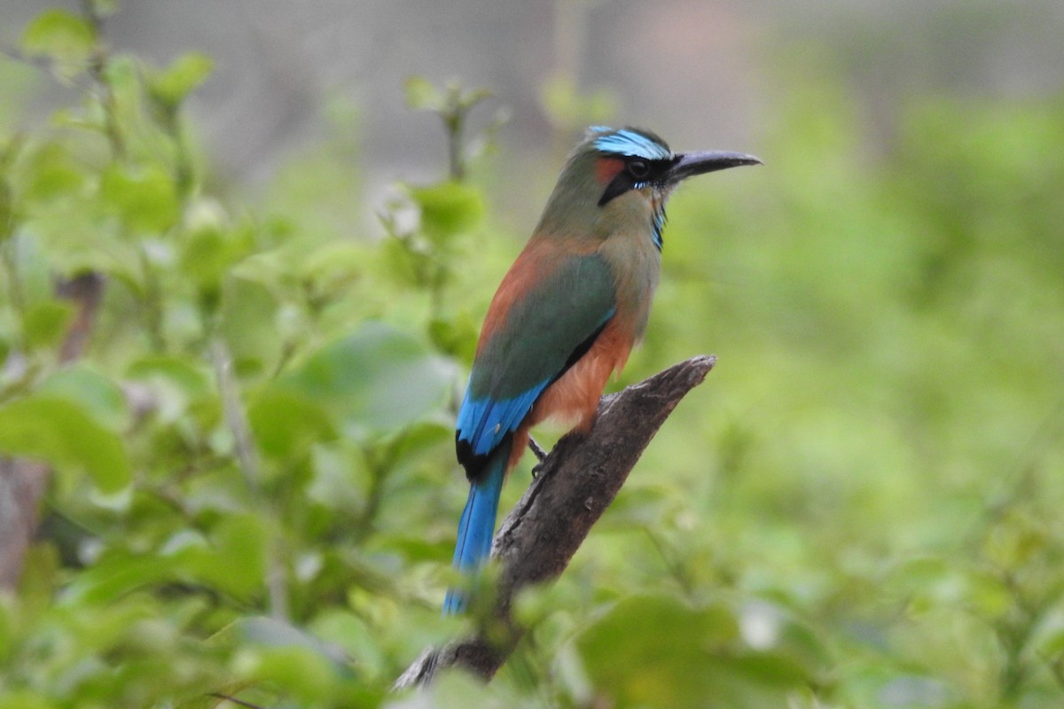 Turquoise-browed Motmot - Pablo Bedrossian