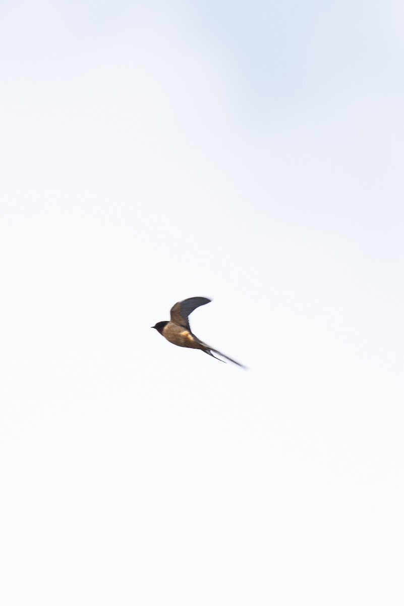 Barn Swallow - Anonymous