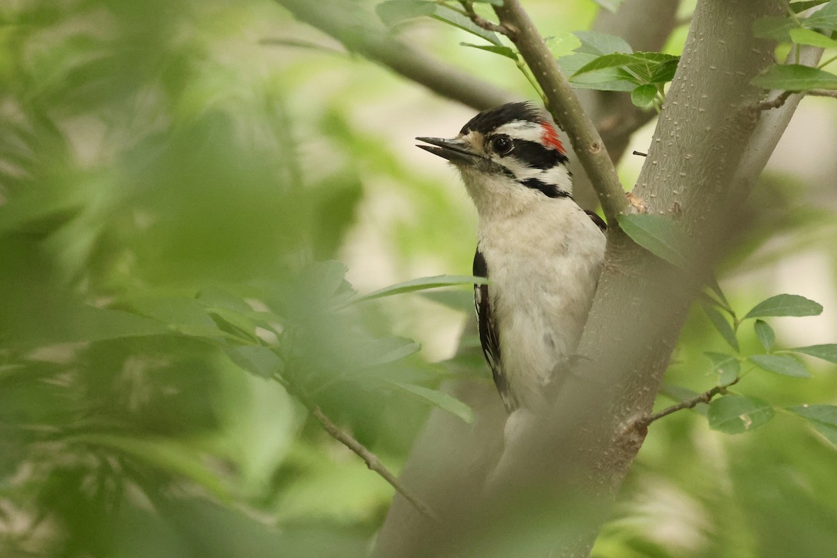 Downy Woodpecker - Jeff Osborne