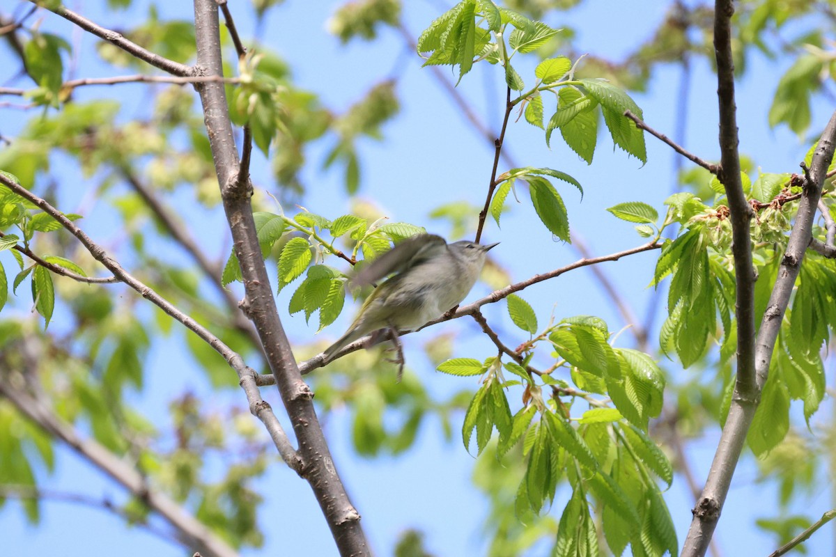 Tennessee Warbler - Anonymous