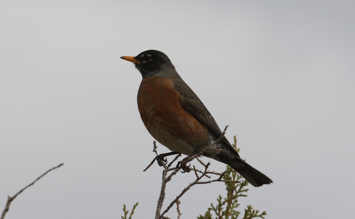 American Robin - Laurens Halsey