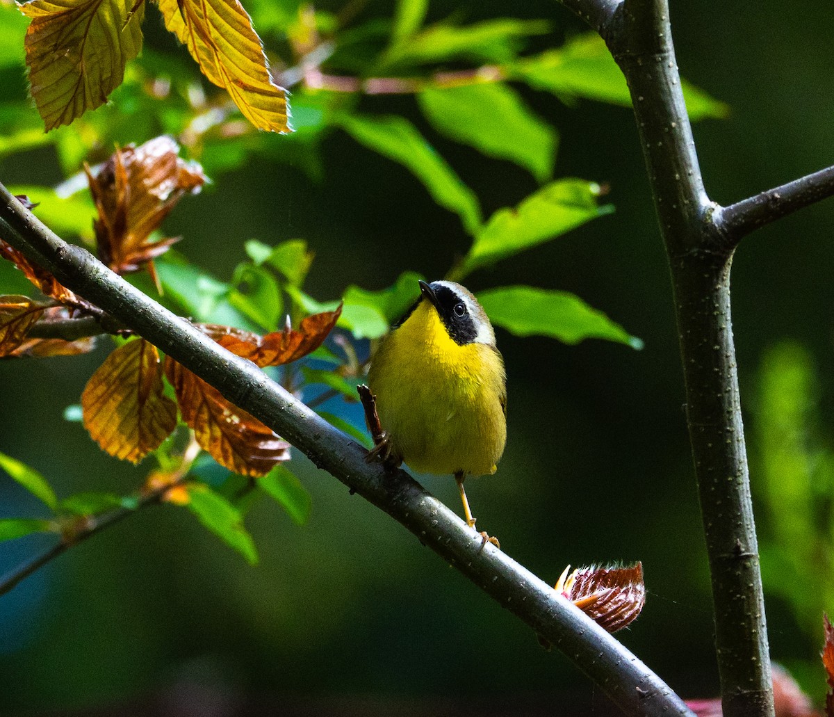 Common Yellowthroat - Hap Ellis