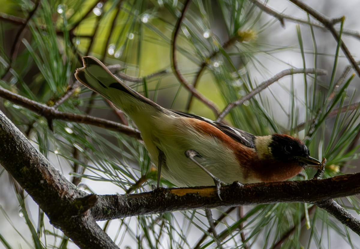 Bay-breasted Warbler - Carmen Gumina