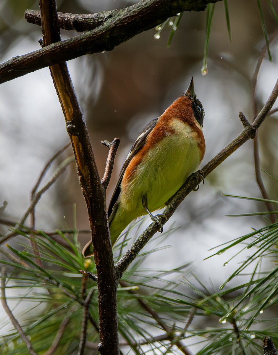 Bay-breasted Warbler - Carmen Gumina