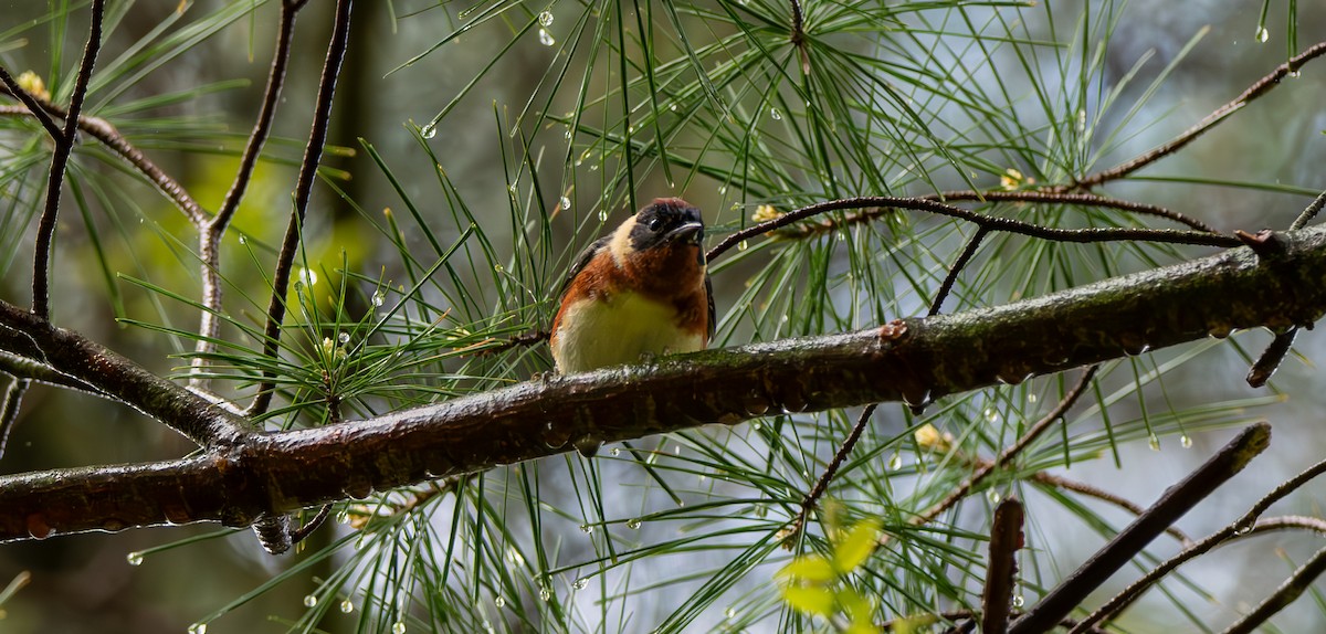 Bay-breasted Warbler - Carmen Gumina