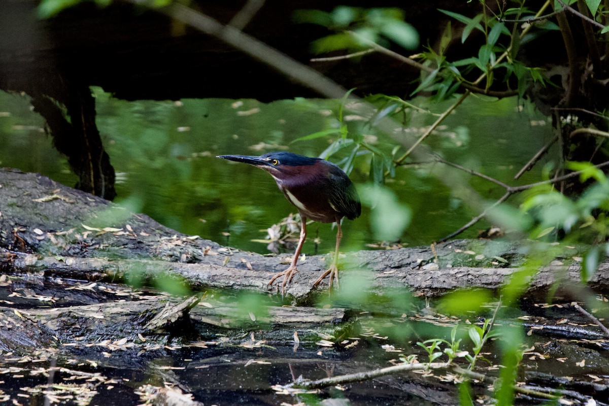 Green Heron - ML618930980