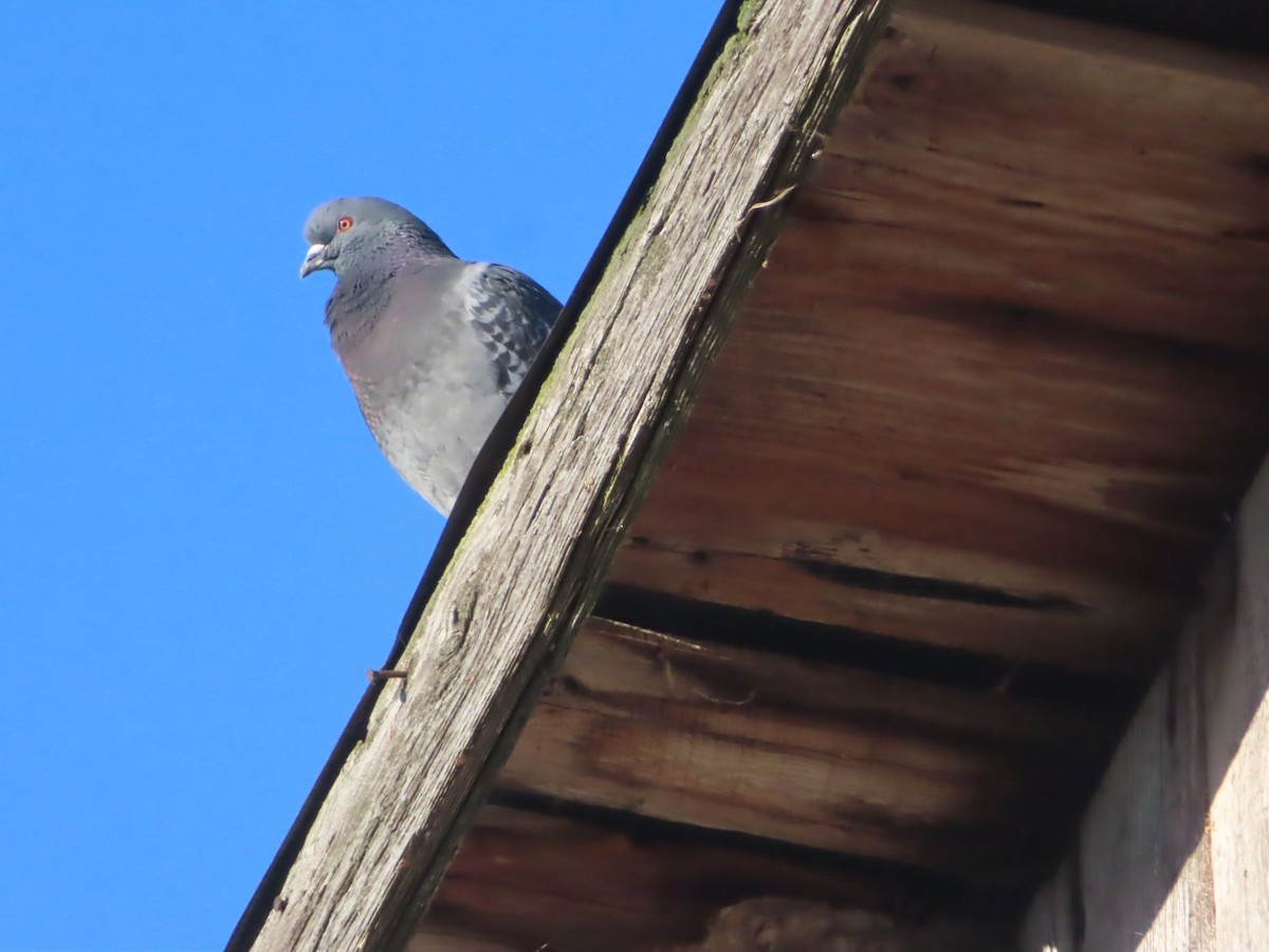 Rock Pigeon (Feral Pigeon) - Michael Stoner